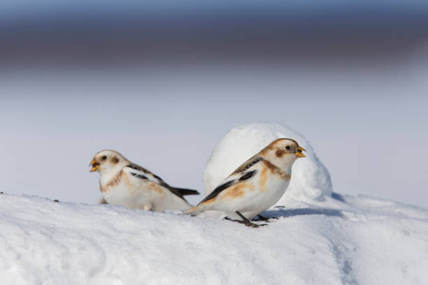 istock Snow bunting in winter 1207402790