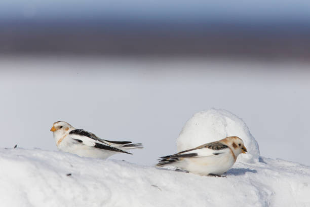 istock Snow bunting in winter 1207402792