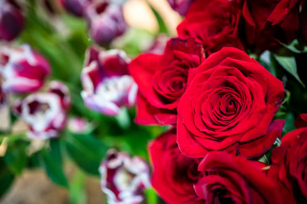 Red roses in a vase on kitchen counter for a special someone on Valentine's Day