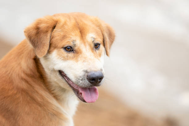 istock Brown dog (pure breeds or Thai breeds) sitting near the river 1207405413