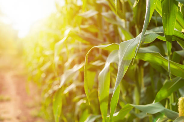 istock Green corn field, Row of corn plantation in Thailand 1207406189