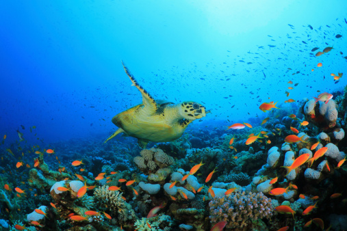 Hawksbill Sea Turtle and Lyretail Anthias fish on coral reef