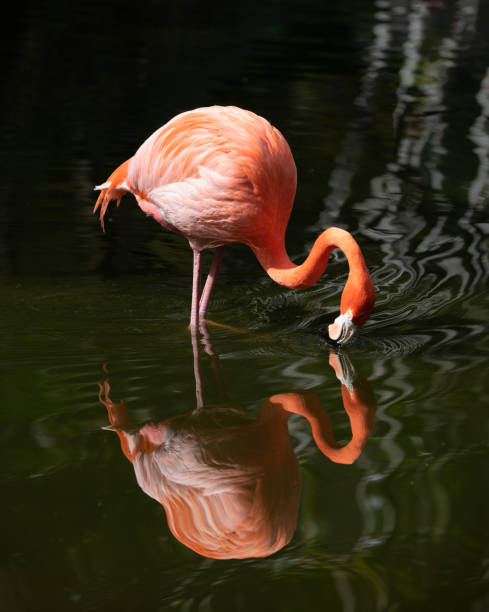 Wading Flamingo Reflected in Dark Green Water stock photo
