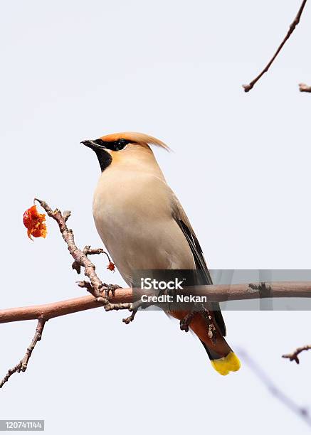 Waxwing With Red Berries Stock Photo - Download Image Now - Animal Body Part, Animal Wildlife, Animal Wing