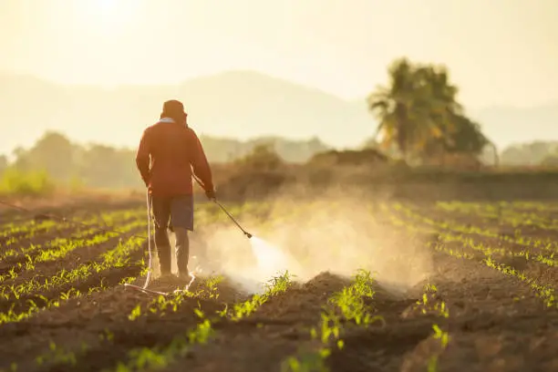 Asian farmer working in the field and spraying chemical or fertilizer to young green corn field in sunset time