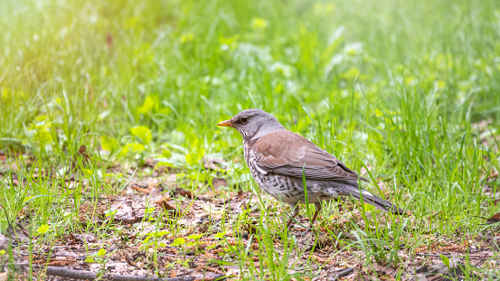 Fieldfare, Turdus pilaris, in a green meadow with a blurred background.