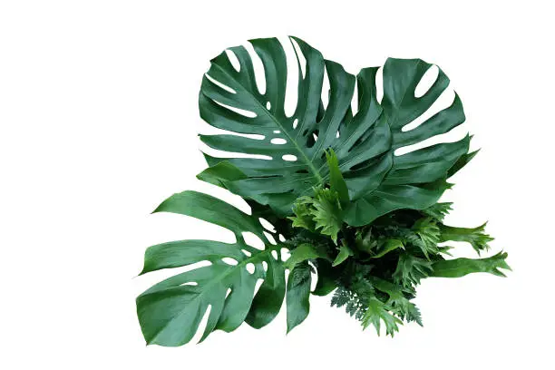 Tropical green leaves forest plant Monstera, fern, and climbing bird"u2019s nest fern foliage plants floral bunch for wedding and ceremony decoration isolated on white background with clipping path.