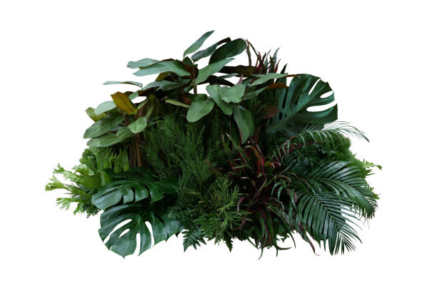 tropisches laub pflanzenbusch (monstera, palmblätter, calathea, cordyline oder hawaiian ti pflanze, farne und tanne) floral arrangment natur hintergrund isoliert auf weiß mit clipping-pfad. - tropischer strauch stock-fotos und bilder