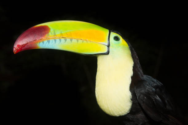 istock Keel-billed Toucan in the jungle 1207414516