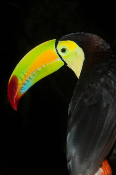 istock Keel-billed Toucan in the jungle 1207414522