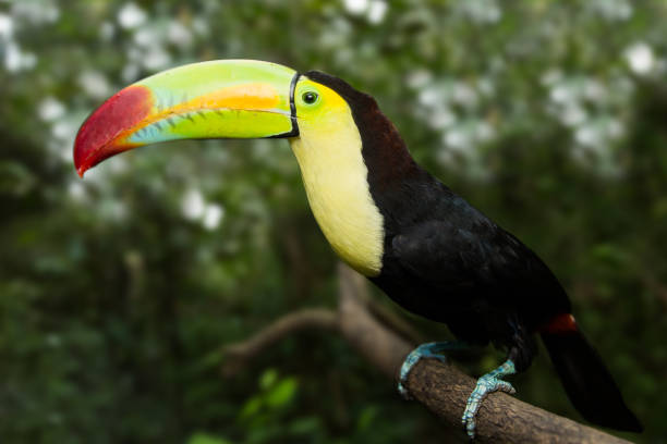 istock Keel-billed Toucan in the jungle 1207414525