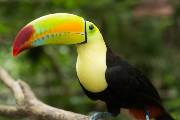 istock Keel-billed Toucan in the jungle 1207414526