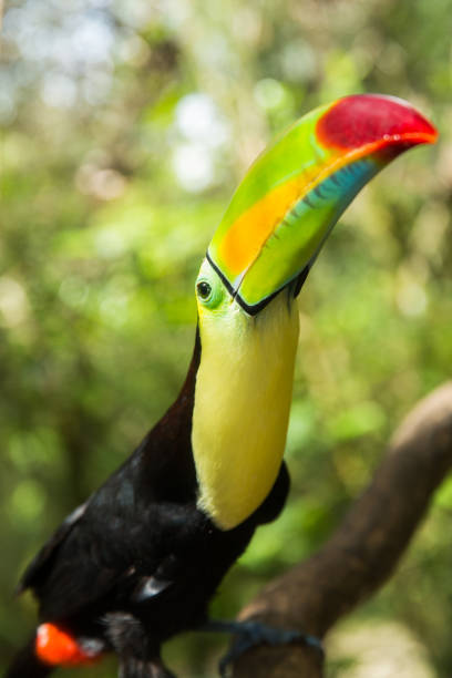 istock Keel-billed Toucan in the jungle 1207414527