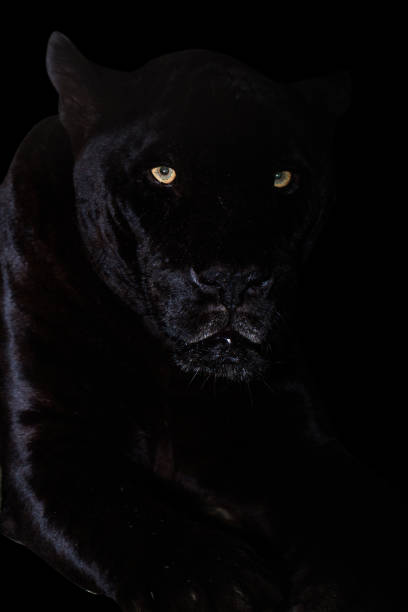 istock Black Jaguar in the dark 1207414528
