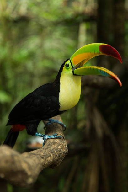 istock Keel-billed Toucan in the jungle 1207414529