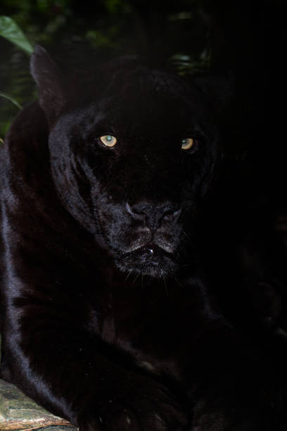 istock Black Jaguar in the dark 1207414537