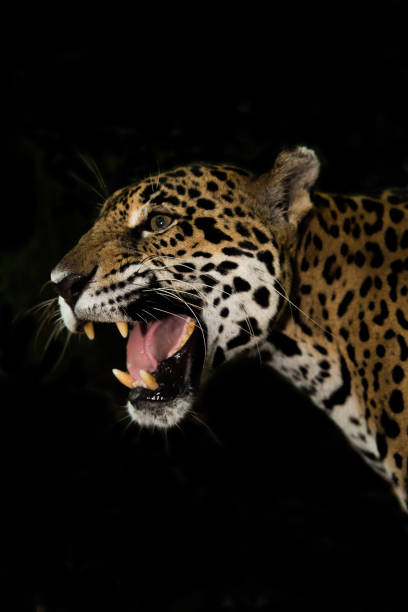 istock Jaguar isolated on black roaring 1207414541