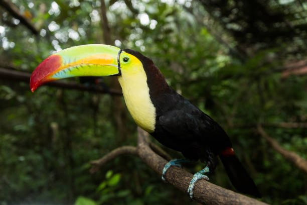 istock Keel-billed Toucan in the jungle 1207414542