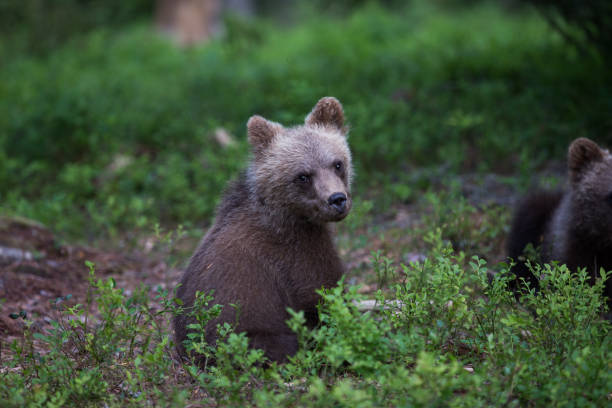 istock Brown bear in Finnish Tiaga forests 1207414559