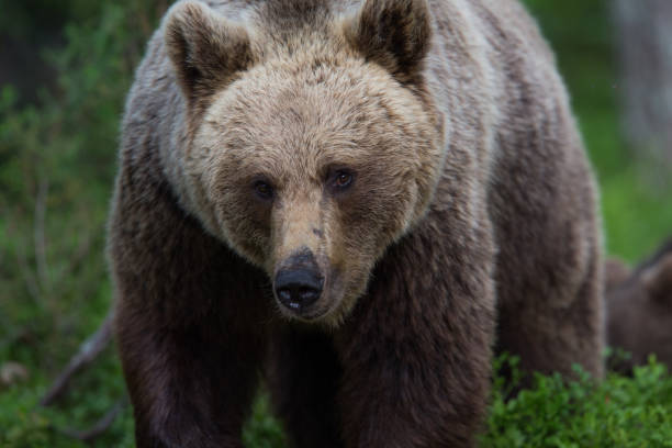 istock Brown bear in Finnish Tiaga forests 1207414562