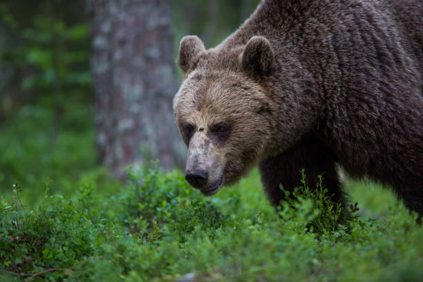 istock Brown bear in Finnish Tiaga forests 1207414565