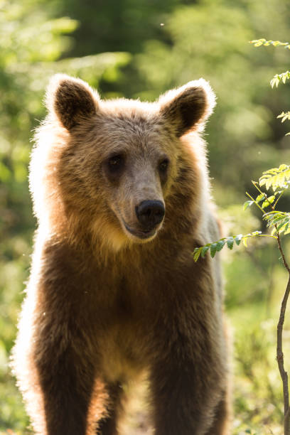 istock Brown bear in Finnish Tiaga forests 1207414575