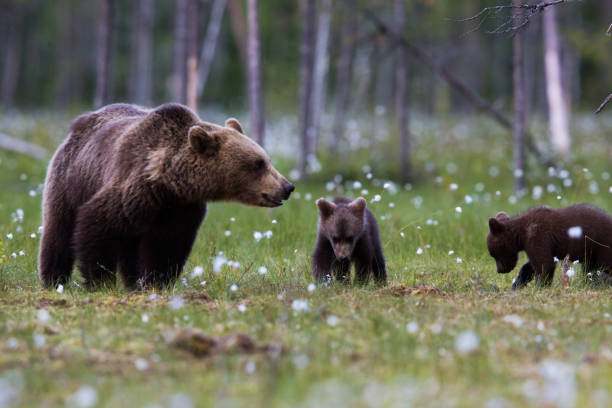 istock Wild Brown bear family in grasslands during spring 1207414578
