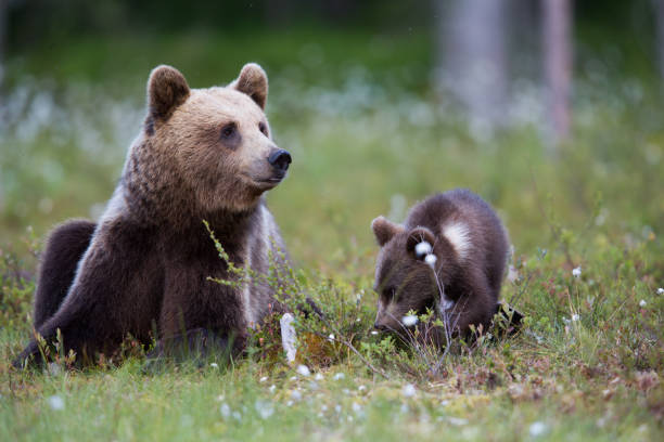 istock Wild Brown bear family in grasslands during spring 1207414583