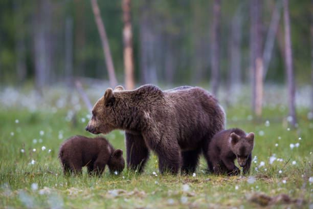 istock Wild Brown bear family in grasslands during spring 1207414584