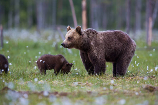 istock Wild Brown bear family in grasslands during spring 1207414586