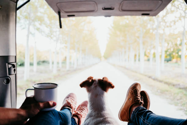 lindo perro jack russell y dos mujeres piernas relajarse en una furgoneta. concepto de viaje - dog car travel pets fotografías e imágenes de stock