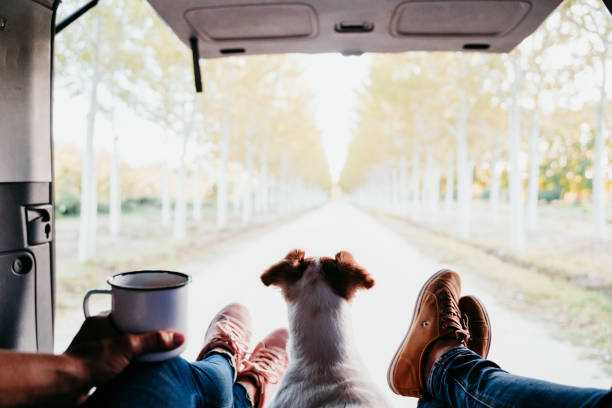 carino jack russell cane e due donne gambe rilassante in un furgone. concetto di viaggio - dog car travel pets foto e immagini stock