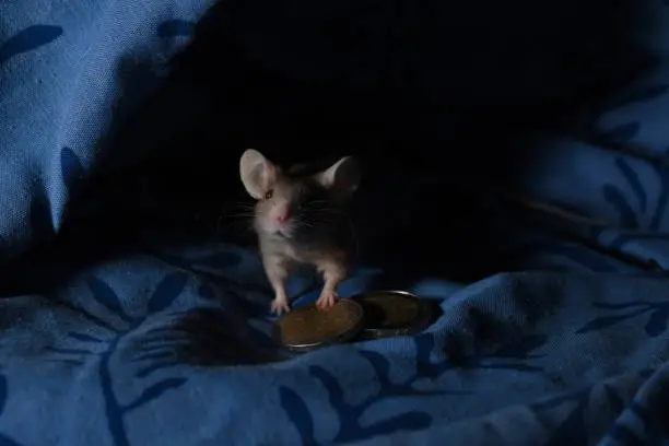 Photo of The little mouse