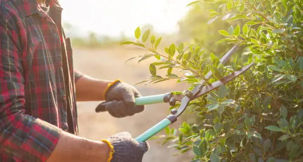 Photo of People cutting a hedge in the garden. Home and garden decoration concept