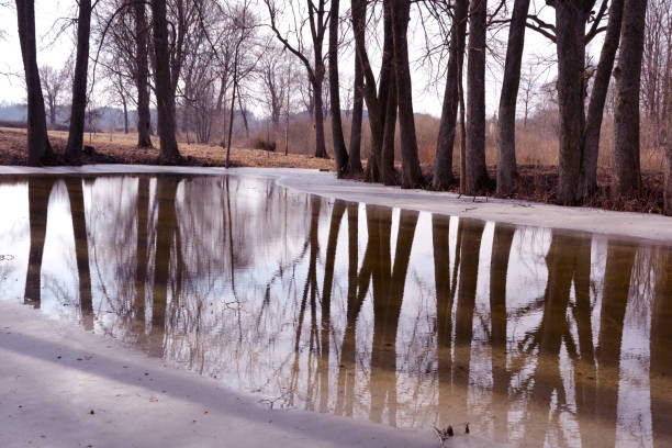 зимний парк со старыми деревьями и пруд с талыми водами - 7329 стоковые фото и изображения