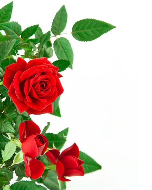 istock Red roses and green leaves on white background 120741740