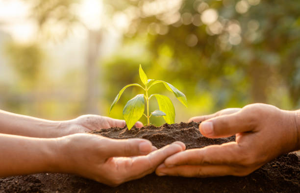 istock Close up hand holding young green tree sprout and planting in soil 1207417896