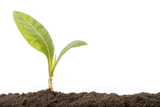 istock Green sprout growing in soil isolated on white  background. Growing and environment concept 1207417963