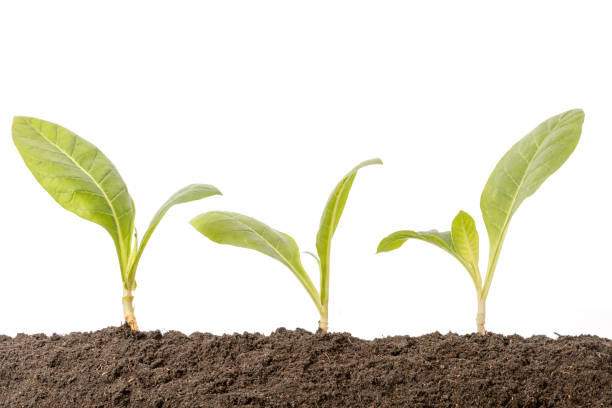 istock Green sprout growing in soil isolated on white  background. Growing and environment concept 1207418089