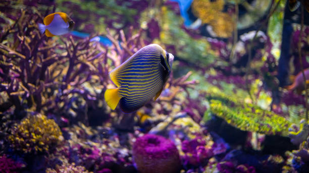 kaiser-engelsfische (pomacanthus imperator) schwimmen über einem korallenriff mit anthias im hintergrund. - imperial angelfish stock-fotos und bilder