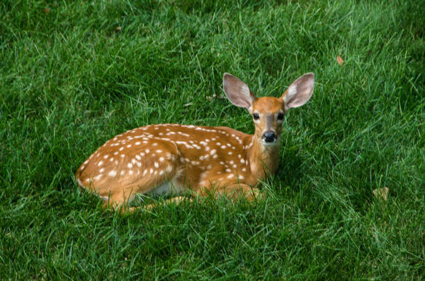 istock Deer - Fawn Lying in Grass 1207418270