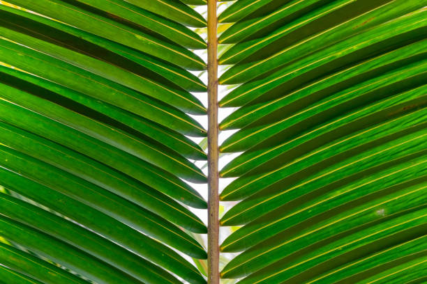 istock Pattern of green palm tree leaves 1207418298