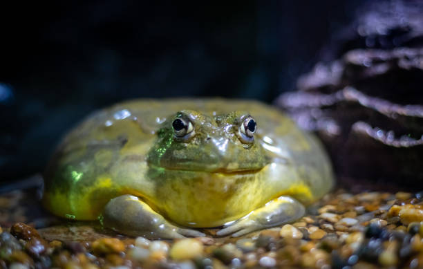 istock Giant African Bullfrog (Pyxicephalus adspersus), resting in a dark place 1207418433