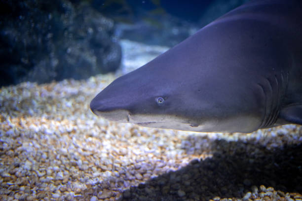 extreme closeup of blacktip reef shark in ocean