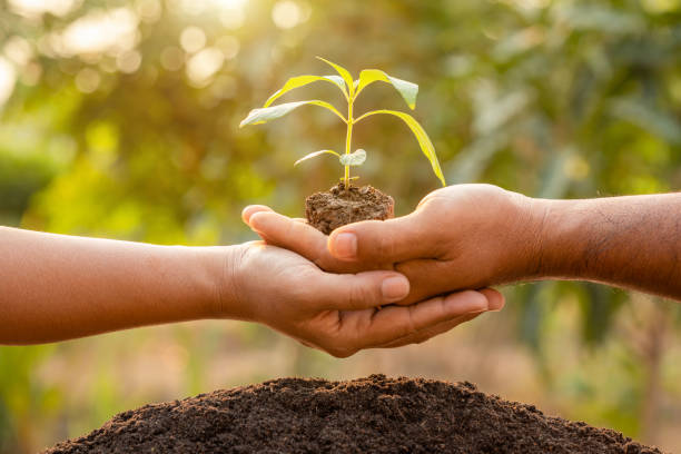 istock Close up hand holding young green tree sprout and planting in soil 1207418436