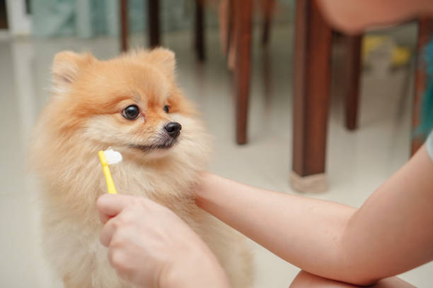 close up on pet, small dog breed for pomeranian, it standing on the granite floor and owner prepare to brush pet teeth close up on pet, small dog breed for pomeranian, it standing on the granite floor and owner prepare to brush pet teeth animal brush stock pictures, royalty-free photos & images