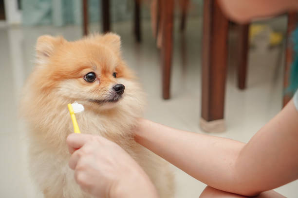 close up on pet, small dog breed for pomeranian, it standing on the granite floor and owner prepare to brush pet teeth - hairstyle crest imagens e fotografias de stock