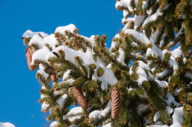 istock Snow - Evergreen Cones and Snowy Boughs Close-up 1207418529