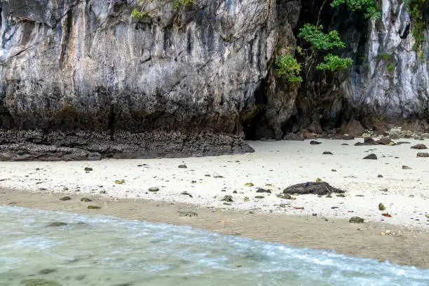 Macaque monkeys at Monkey beach in Phi Phi Islands, Thailand.