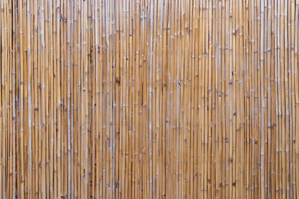 istock Bamboo stick background or patterns. Dried up bamboo plants used as a fence 1207419772